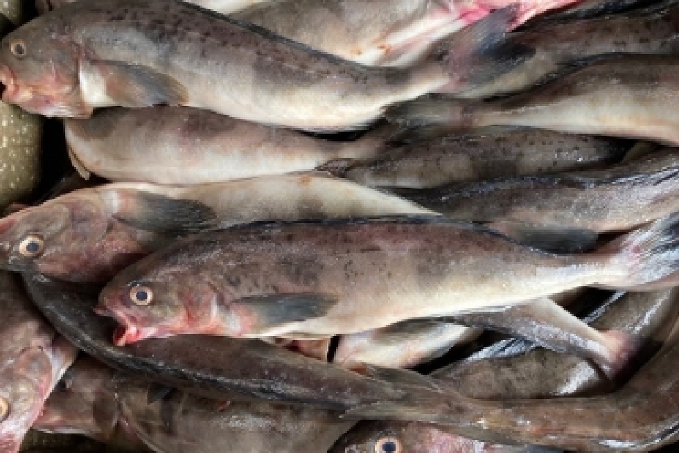国産凍魚