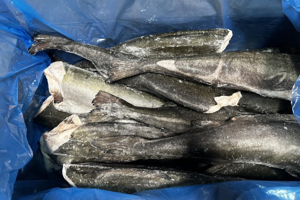 北方凍魚