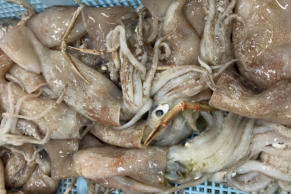 その他冷凍水産物